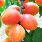 Marhuľa Leskora plody detail