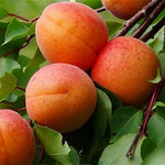 Marhuľa Rakovského plody detail