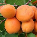 Marhuľa Velita plody detail