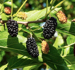 Moruša dvojodrodová - Veľkoplodá čierna + Milanowek detail moruša veľkoplodá čierna