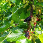 moruša gerardi dwarf plody