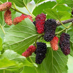 morusa Milanowek plody