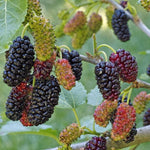 moruša morus Shin-tso plody