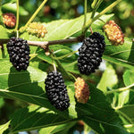 moruša veľkoplodá čierna morus alba plody