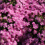 mydlica Bressingham slnkomilná trvalka Saponaria
TSMYDBREK