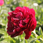 pivonka karl rosenfield kvet detail TPPIVKAROSK