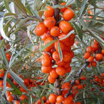 rakytník rešetliakový krasavica plody