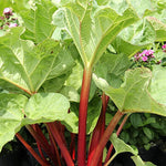 Rebarbora Canada Red listy a červené stonky OBREBCRK