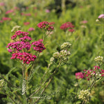 Rebríček Cerise Queen detail kvet