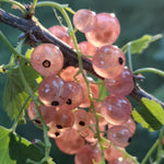 Ríbezľa ružová Lubawa plody detail ovocný ker