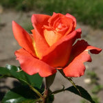 ruža monika oranžovo žlto červený kvet