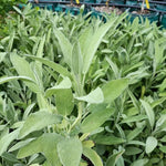 Šalvia lekárska listy