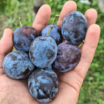 slivka Wangenheimova plody