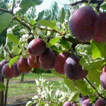 Slivka Agenská plody detail