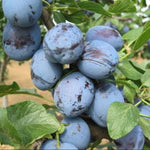 Slivka Čačanská lepotica detail plody