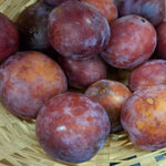 Slivka Malvazinka plody detail