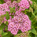 Tavoľník japonský Fenna® kvet detail