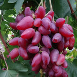 Vinič hroznorodý Dubovskij Rozovyj strapec plody vinič červený hrozno červené