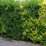 Vtáčí zob Ligustrum vulgare živý plot LKVZV