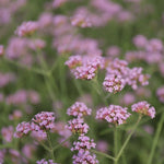 železník Argentínsky kvety Verbena bonariensis TSVERBBONAK