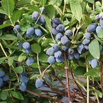 Zemolez kamčatský Giant‘s Heart Lonicera kamtschatica OKZKGIAHK