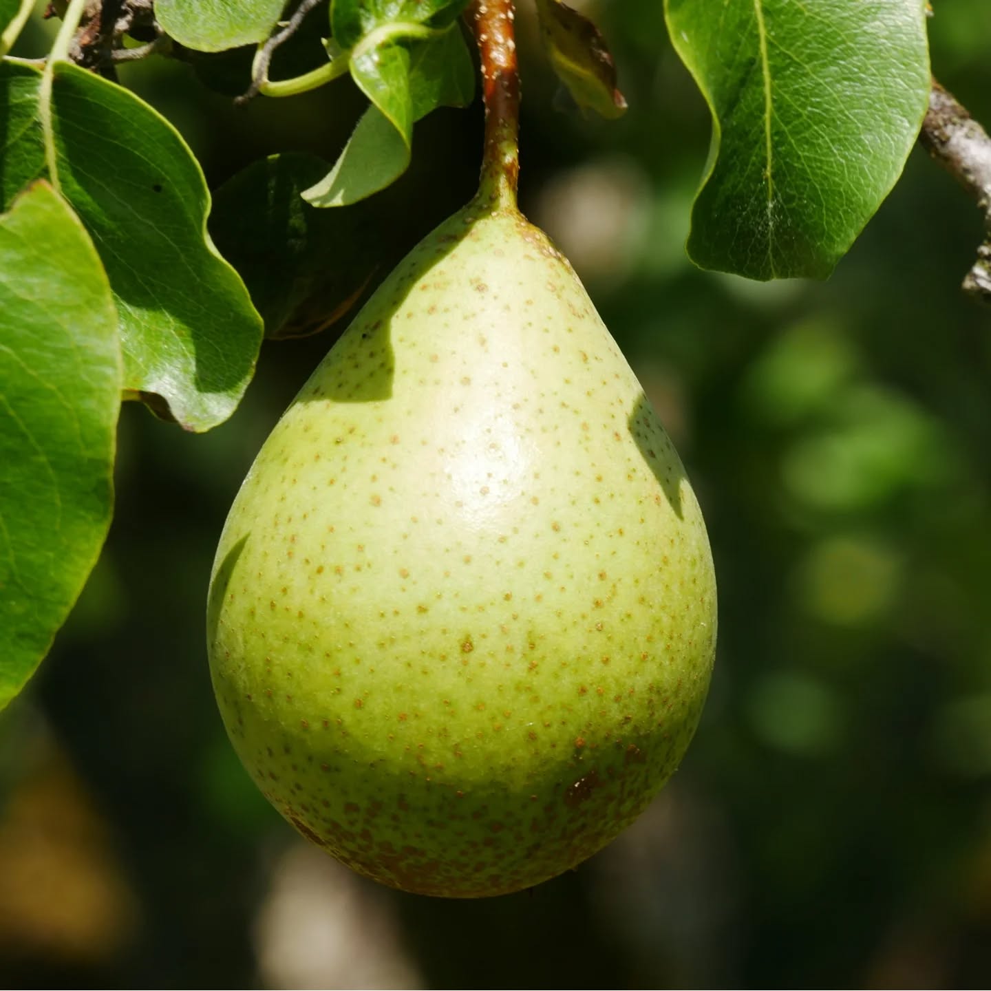 Príbeh noblesnej hrušky Parížanky