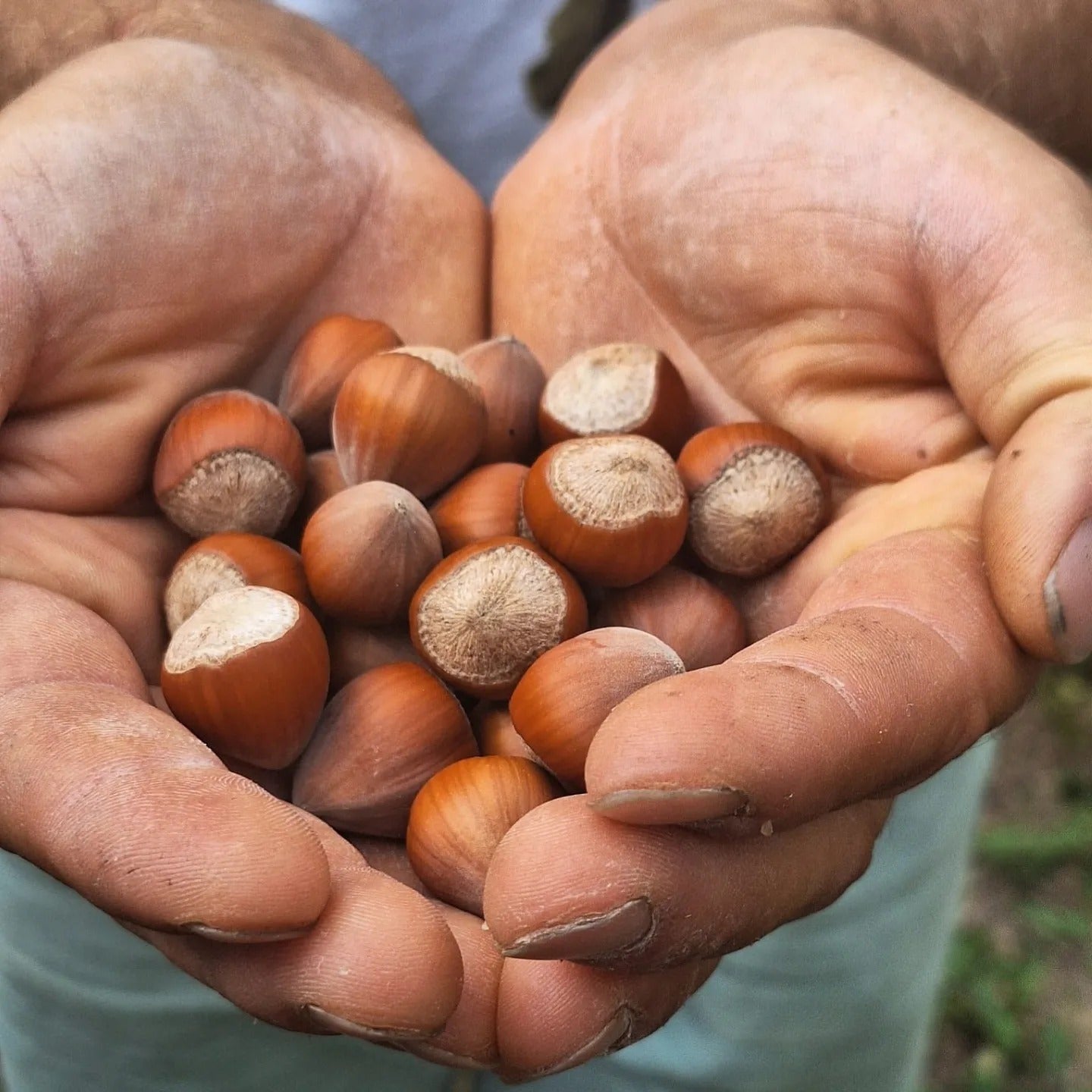 Lieska Hallská obrovská: klasika, ktorá nestarne