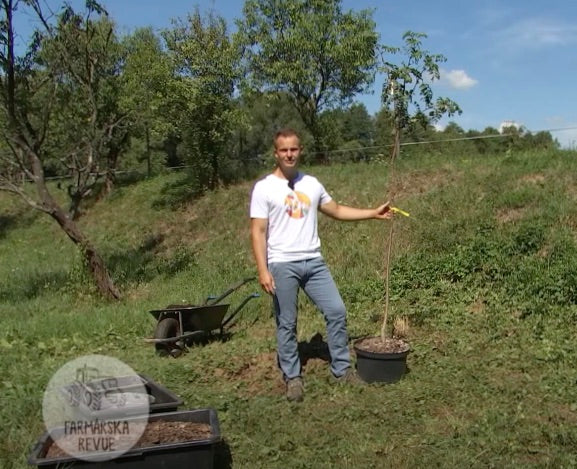 Jesenná výsadba