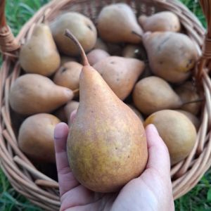 Sladké tajomstvo z Aprémontu: hruška Boscova fľaša