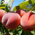prunus persica broskyňa červenožlté žíhané plody 