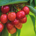 čerešňa Prunus avium červené plody 