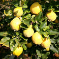 dula cydonia oblonga plody 