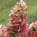 Hortenzia