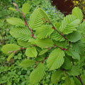 hrab obyčajný  Carpinus betulus