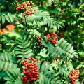 jarabina sorbus aucuparia plody