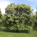 Jaseň mannový Fraxinus ornus strom 