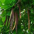katalpa bignoniovita catalpa bignonioides 