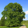 lipa veľkolistá strom tilia platyphyllos