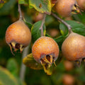 mišpula plody mespilus germanica 