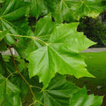 platan javorolisty platanus acerifolia hispanica