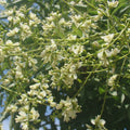Sofora