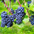 Vinič