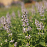 Agastache Blue fortune jedlé kvety 	
TJKAGBLFOK