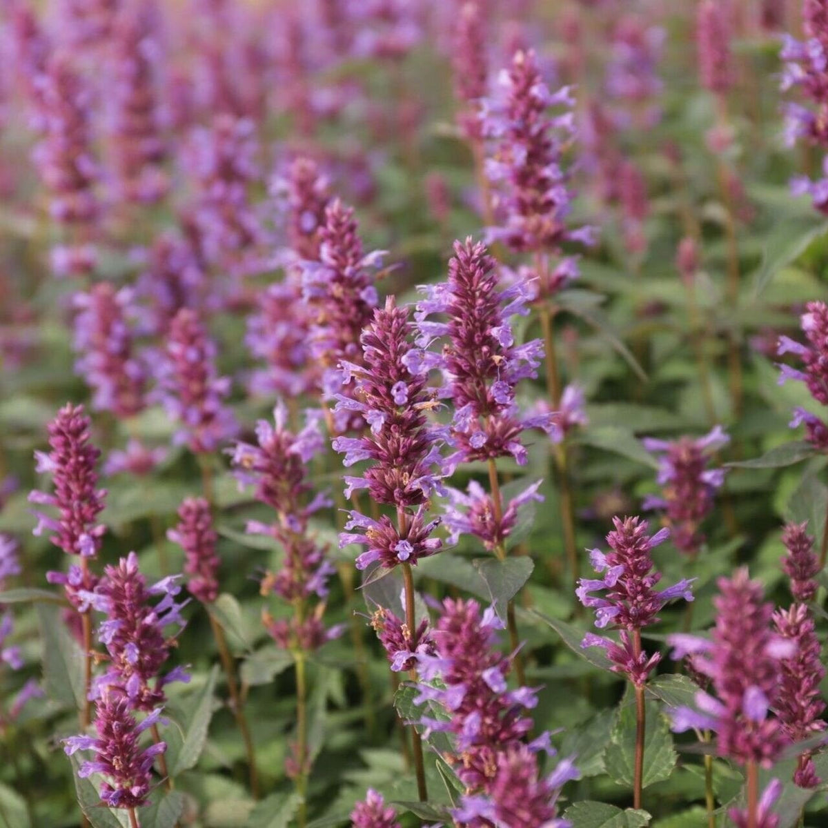 Agastache Purple Haze jedlé kvety fialové 		
TJKAGPUHAK