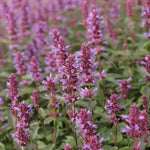 Agastache Purple Haze jedlé kvety fialové 		
TJKAGPUHAK
