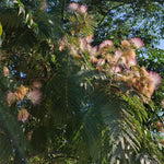 Strom Albízie hodvábnej, A. Miklošová