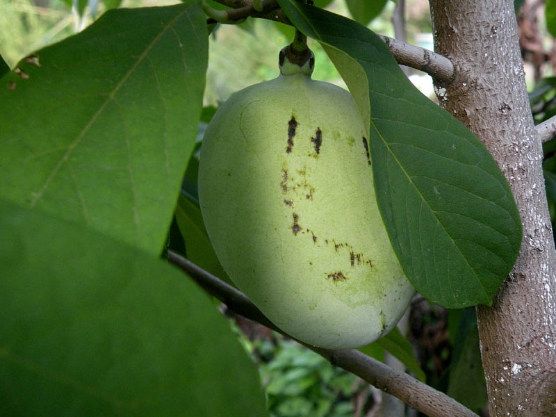 Asimina ovocná Prima®