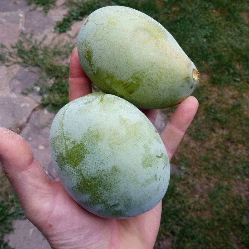 Asimina ovocná Overleese