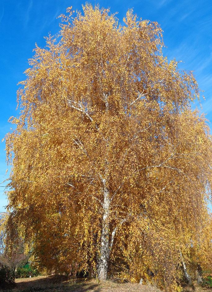 breza previsnutá betula pendula strom na jeseň