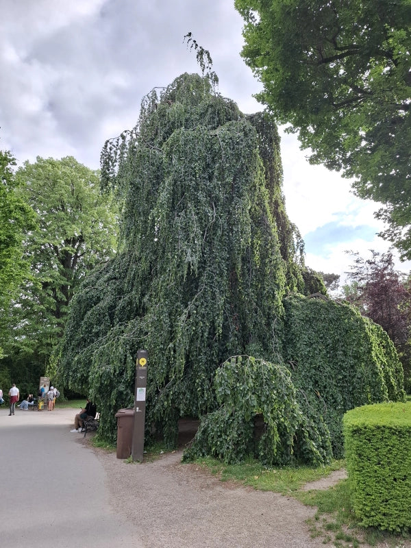 Buk lesný Pendula